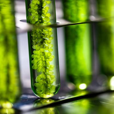 Biomaterials: nature’s renewable alternative